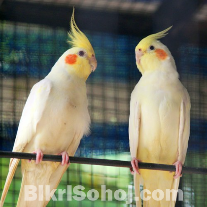 Cockatiel breeding pair